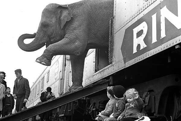 circus-train-unloading-elephants
